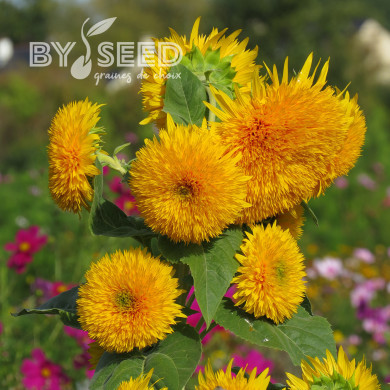 Tournesol haut double Sungold