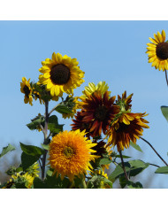 Immortelle à bractées Catalan (tons jaunes orange écarlate)