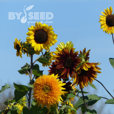 Tournesol haut Inca Empire Mix