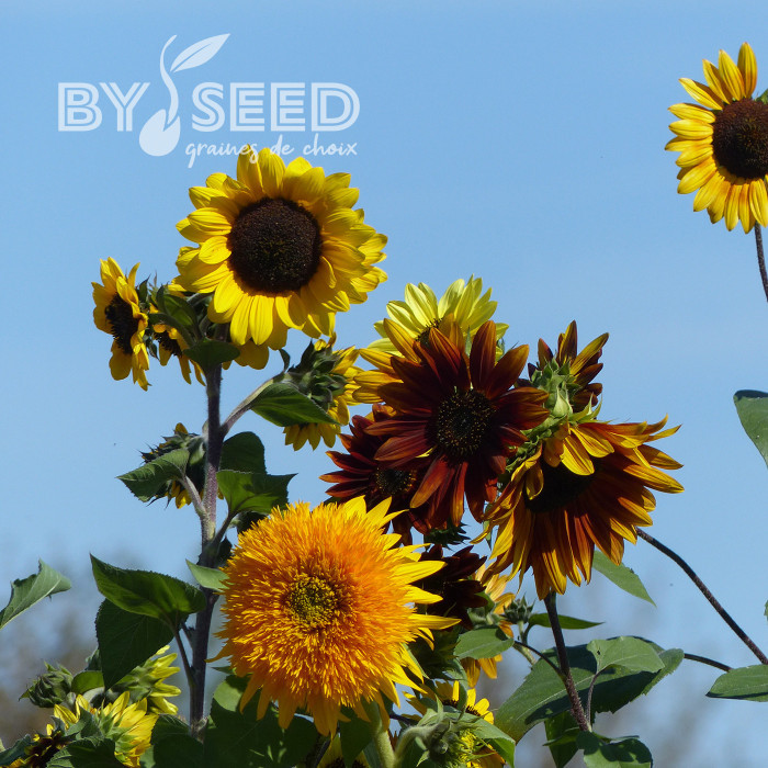Tournesol haut Inca Empire Mix