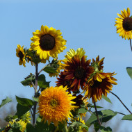 Tournesol haut Inca Empire Mix