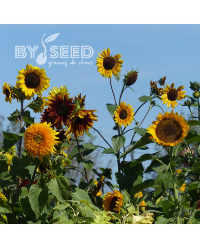 Tournesol haut Inca Empire Mix