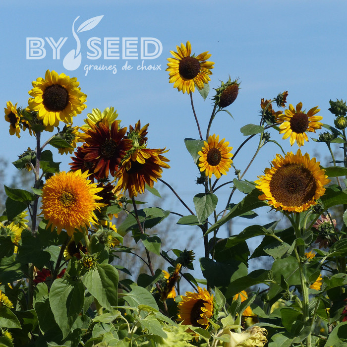 Tournesol haut Inca Empire Mix