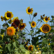 Tournesol haut Inca Empire Mix