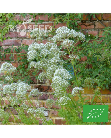 Valériane officinale BIO