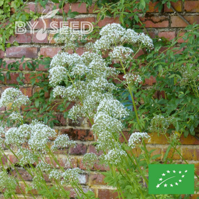 Valériane officinale BIO