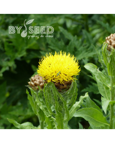 Centaurée macrocephala jaune