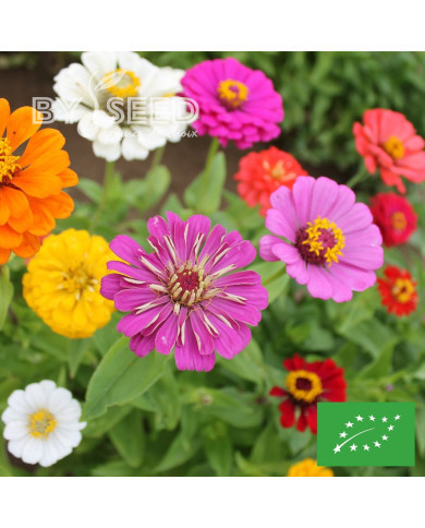 Zinnia à fleur de dahlia Choice Mix BIO