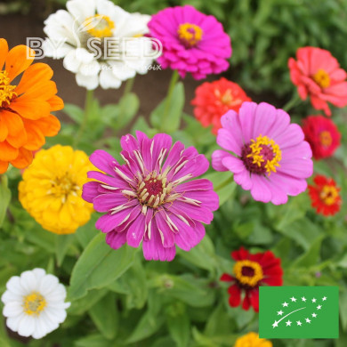 Zinnia à fleur de dahlia Choice Mix BIO