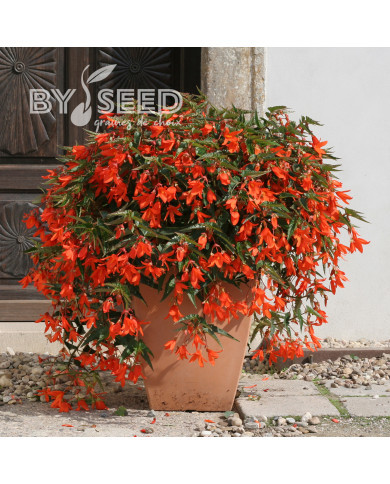 Bégonia de Bolivie Copacabana F1 Orange (graines enrobées)