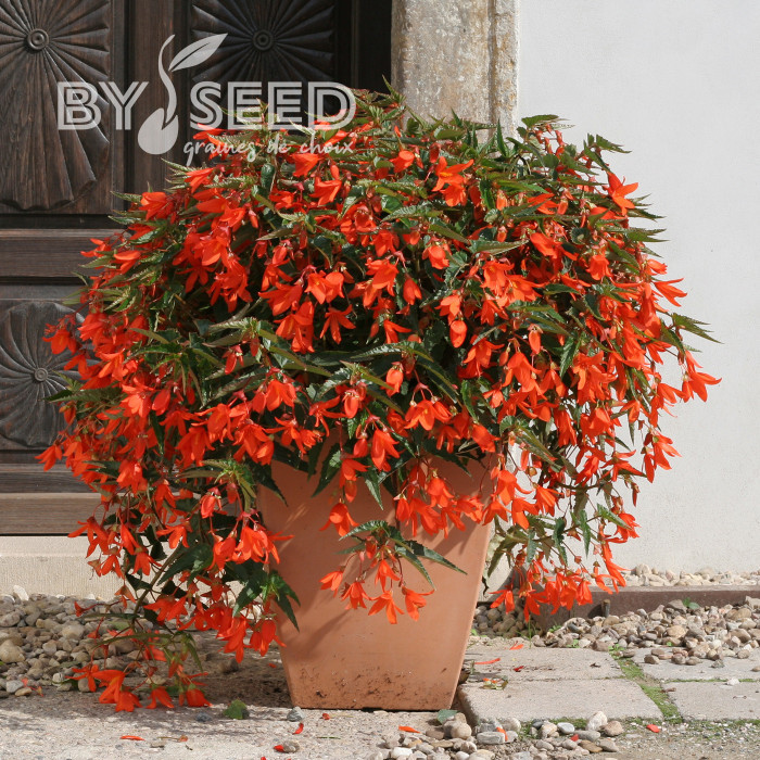 Bégonia de Bolivie Copacabana F1 Orange (graines enrobées)
