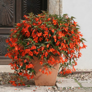 Bégonia de Bolivie Copacabana F1 Orange (graines enrobées)