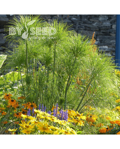 Papyrus du Nil - Cyperus papyrus