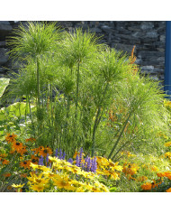 Cosmos Colleta Pink White