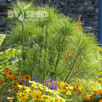 Papyrus du Nil - Cyperus papyrus