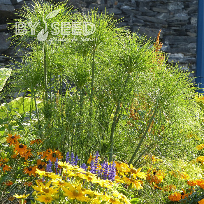 Papyrus du Nil - Cyperus papyrus