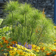 Papyrus du Nil - Cyperus papyrus