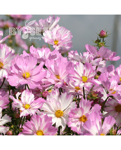 Cosmos Colleta Pink White