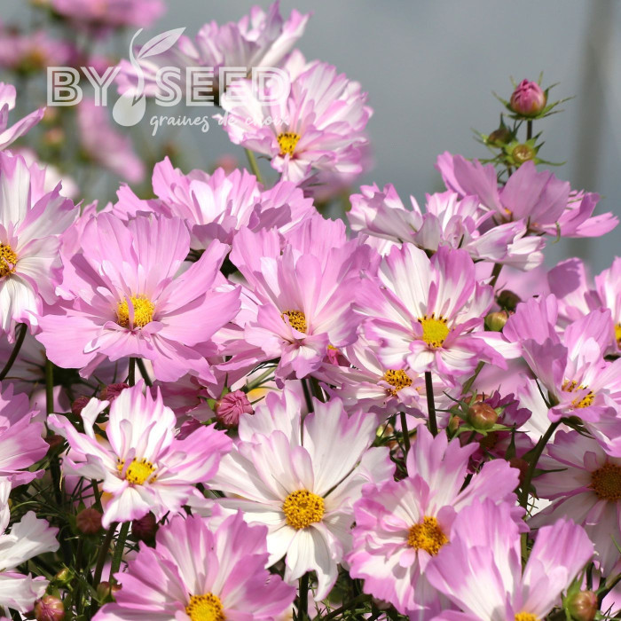 Cosmos Colleta Pink White