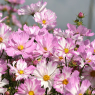Cosmos Colleta Pink White