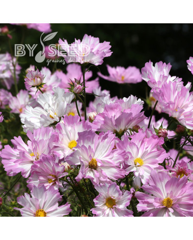 Cosmos Colleta Pink White