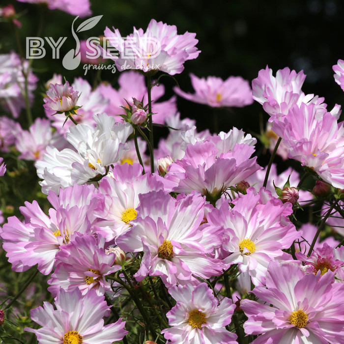 Cosmos Colleta Pink White