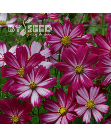 Cosmos nain Cosimo Red White