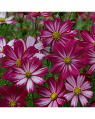 Cosmos Colleta Pink White