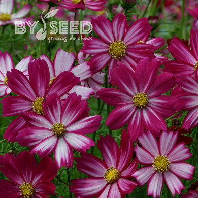 Cosmos nain Cosimo Red White