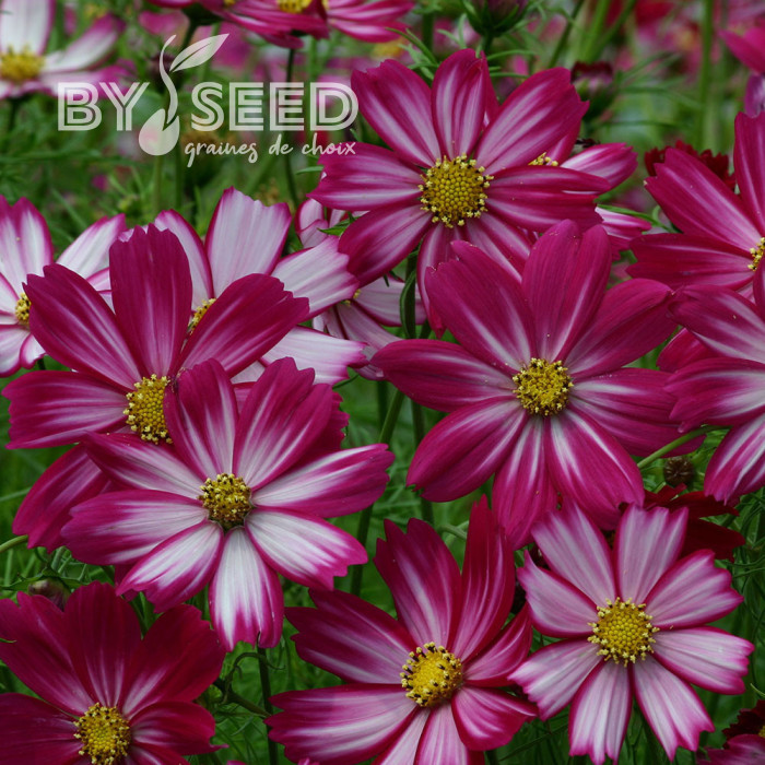 Cosmos nain Cosimo Red White