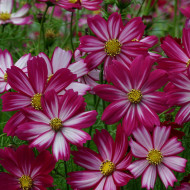 Cosmos nain Cosimo Red White