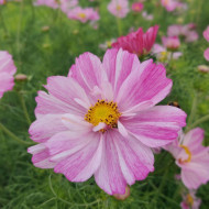 Cosmos Rosetta