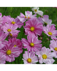 Cosmos nain Cosimo Red White