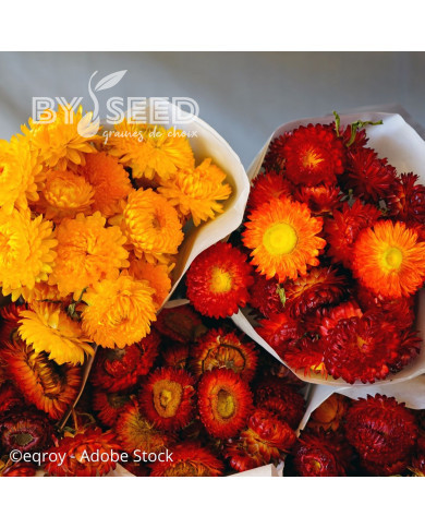 Immortelle à bractées Catalan (tons jaunes orange écarlate)