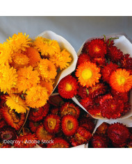 Tournesol haut Inca Empire Mix