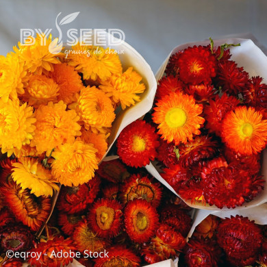 Immortelle à bractées Catalan (tons jaunes orange écarlate)