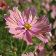 Cosmos Apricotta