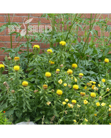 Centaurée macrocephala jaune