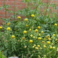 Centaurée macrocephala jaune