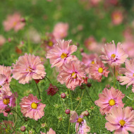 Cosmos Apricotta