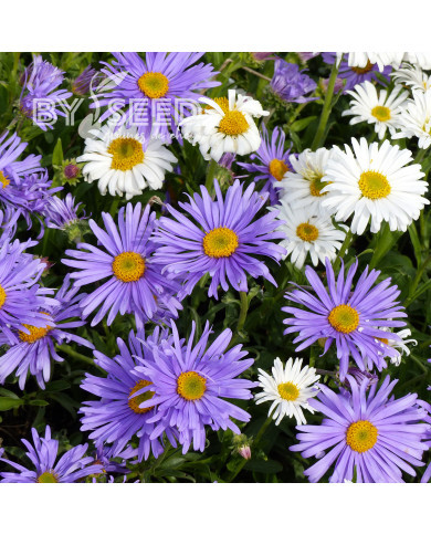 Aster des Alpes Mix