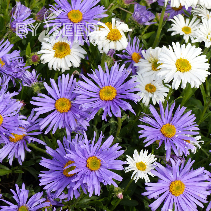 Aster des Alpes Mix