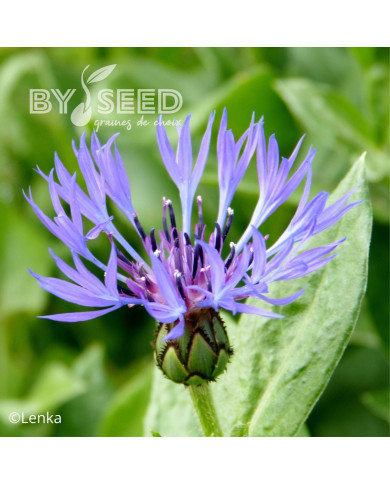 Centaurée montana Bleuet des Montagnes