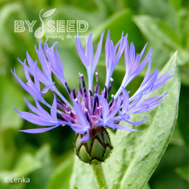 Centaurée montana Bleuet des Montagnes