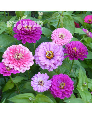 Zinnia à fleur de dahlia Art Deco Mix