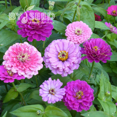 Zinnia à fleur de dahlia Art Deco Mix