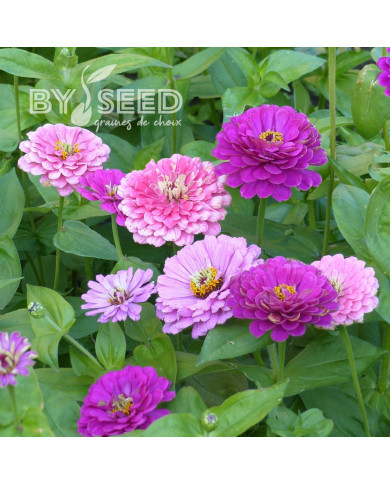 Zinnia à fleur de dahlia Art Deco Mix