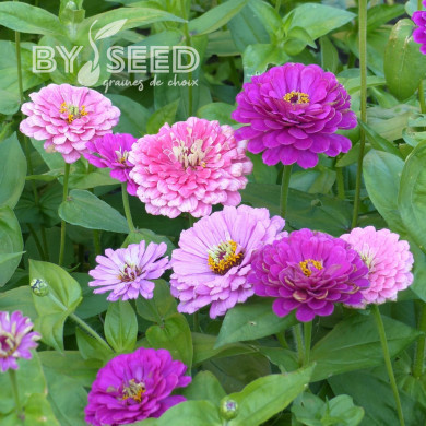 Zinnia à fleur de dahlia Art Deco Mix