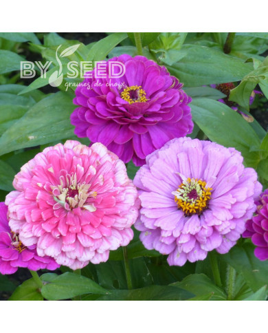 Zinnia à fleur de dahlia Art Deco Mix