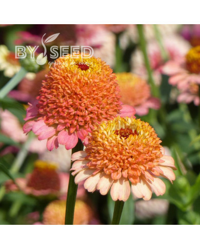 Zinnia à fleur de scabieuse Zinderella Peach